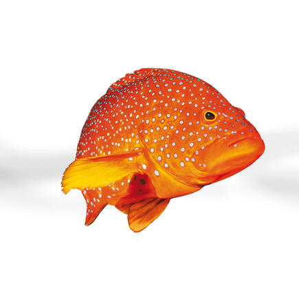 Life Science / Biophotonics